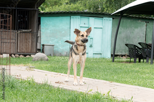 Dog Theft Awareness Day Alert Mixed-Breed Dog Standing in a Rustic Backyard photo