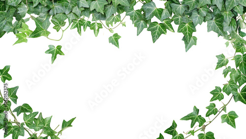 english ivy background green wall isolated on a white background PNG.AI GENERATED photo