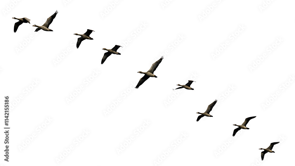 Flock of birds in flight on white background PNG.AI GENERATED Flock of birds in flight on white background PNG.AI GENERATED