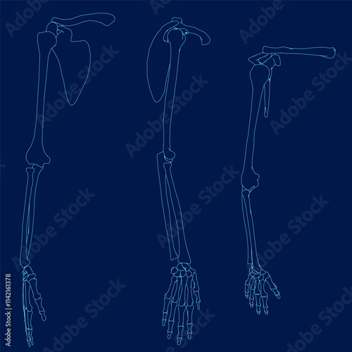 detailed blue contour human skeleton bone hands set. Vector illustration