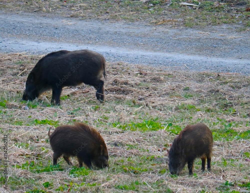 餌を探す太ったイノシシ親子　冬の河川