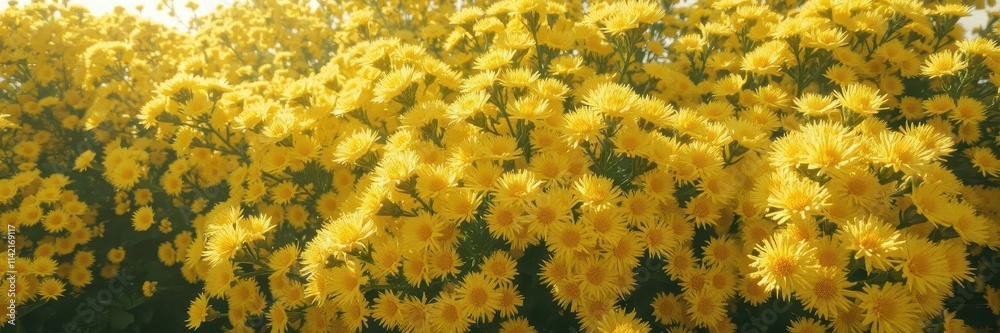 Sunlit clusters of fluffy yellow tansy blossoms, round and bright, cheerful, delicate, floral Sunlit clusters of fluffy yellow tansy blossoms, round and bright, cheerful, delicate, floral