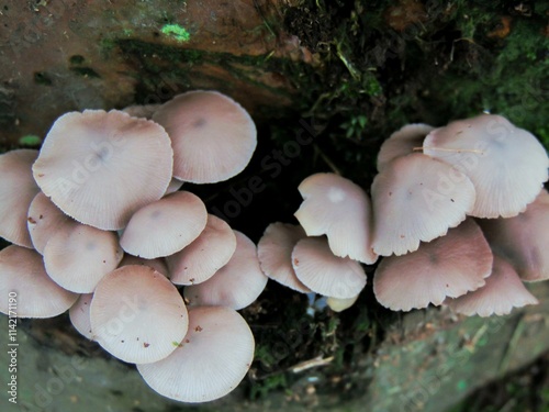 Wild mushrooms  photo