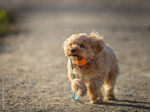 The Cavapoo (American English) or Cavoodle (Australian English) is a crossbreed of a Cavalier King Charles Spaniel and a Poodle photo