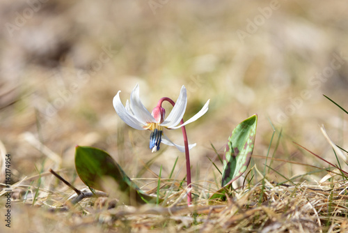 Dogs Tooth Violet, Erythronium dens canis, Snowflake white flower in grass, close up in spring season. One Dogtooth violet on warm color tone background photo