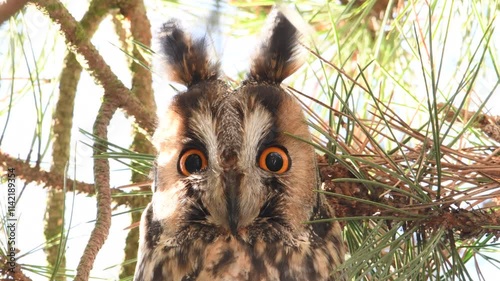 Asio Otus aka Long-eared Owl perched on the pine tree branch is looking to photographer. Funny detailed close-up bird portrait. Eye to eye. photo