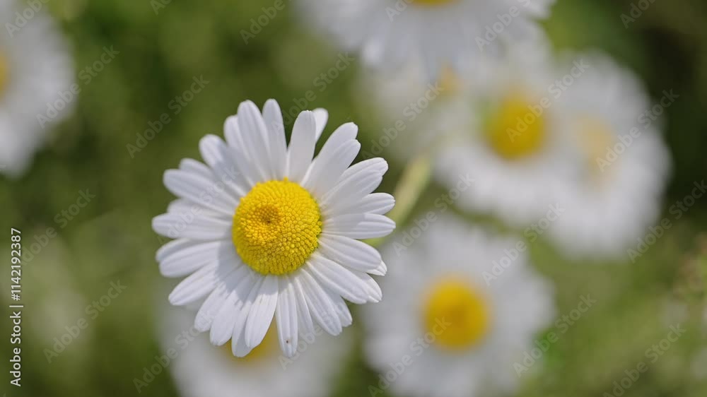 Slow-motion of a daisy flower moving in the breeze, springtime nature in the field. Slow-motion of a daisy flower moving in the breeze, springtime nature in the field.