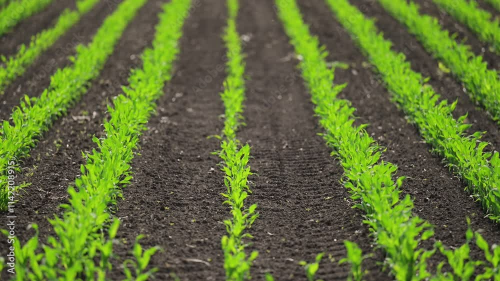Slow-motion shot of corn sprouts thriving in a well-maintained spring field. Slow-motion shot of corn sprouts thriving in a well-maintained spring field.