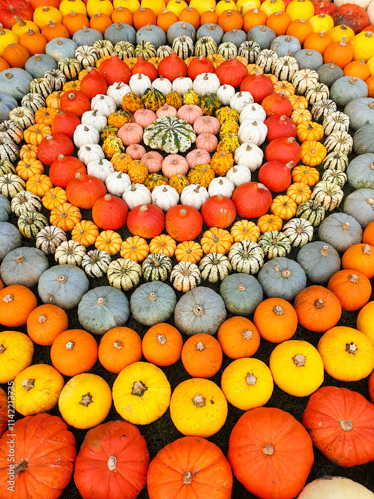 Pumpkin circle pattern in autumn