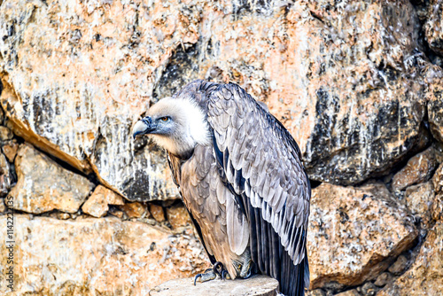 Image of a griffon vulture in captivity in a recovery center in the province of Lerida	 photo