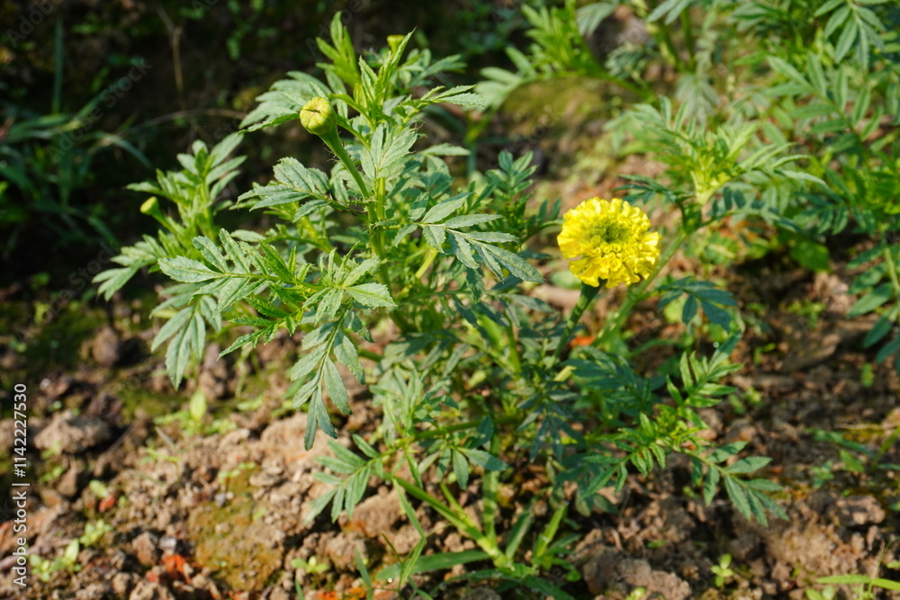 The yellow marigold plant with its flower and flower buds The yellow marigold plant with its flower and flower buds