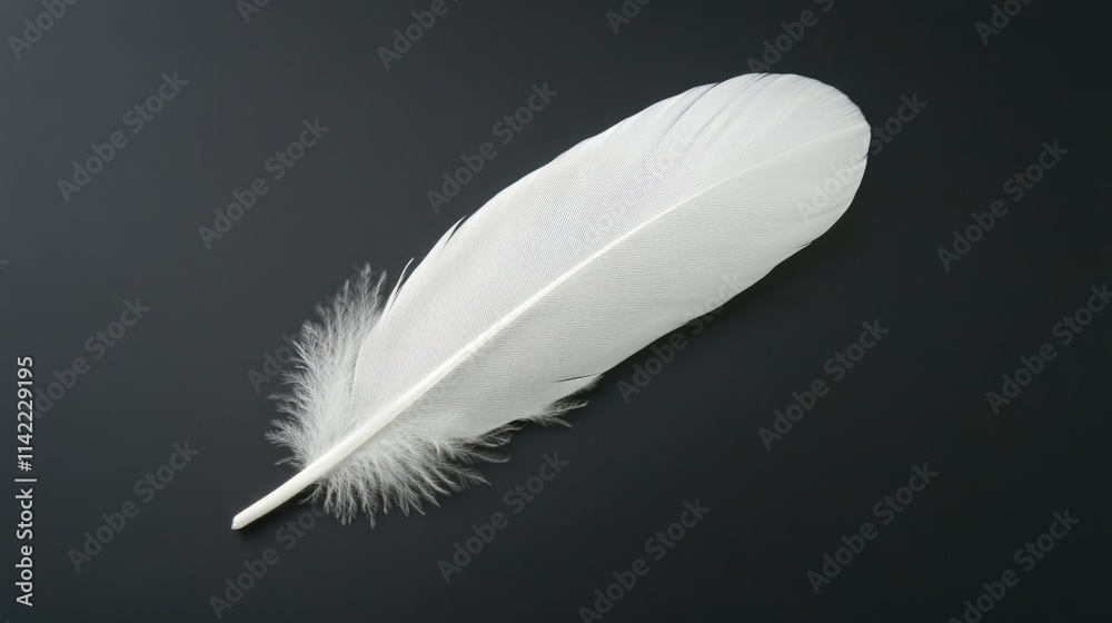 Obraz premium Elegant white feather gracefully placed on a smooth black background symbolizing purity and lightness in nature's design.