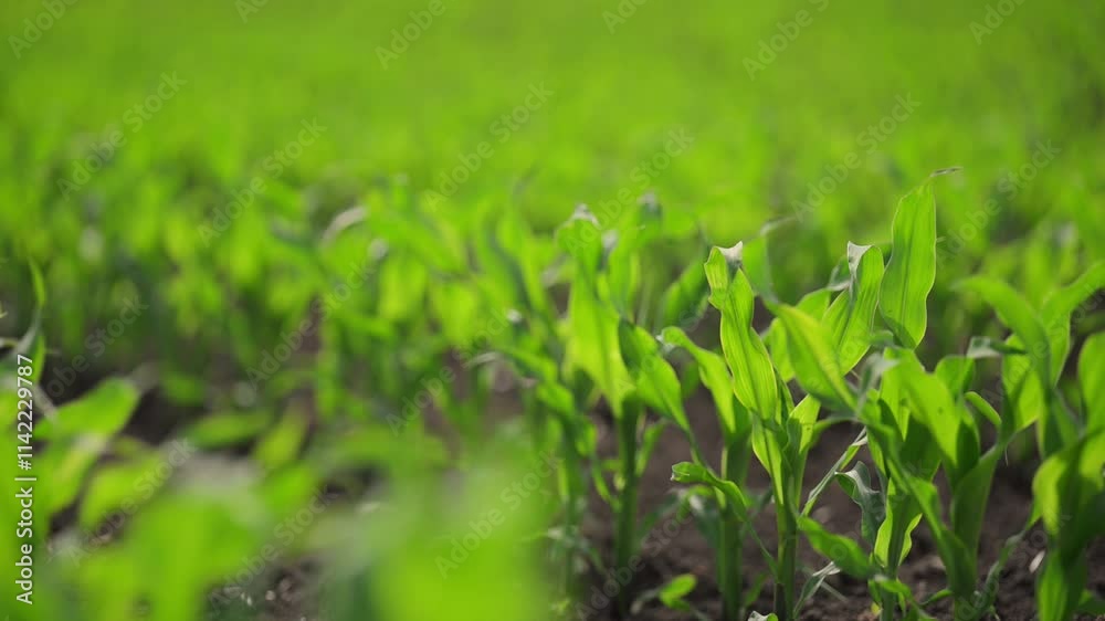 Spring corn field with young plants growing steadily in slow motion. Spring corn field with young plants growing steadily in slow motion.