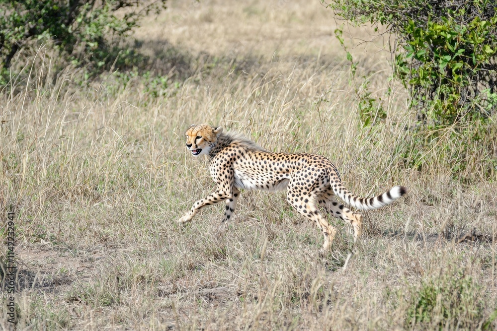A striking image of a cheetah running at full speed across the open grasslands A striking image of a cheetah running at full speed across the open grasslands