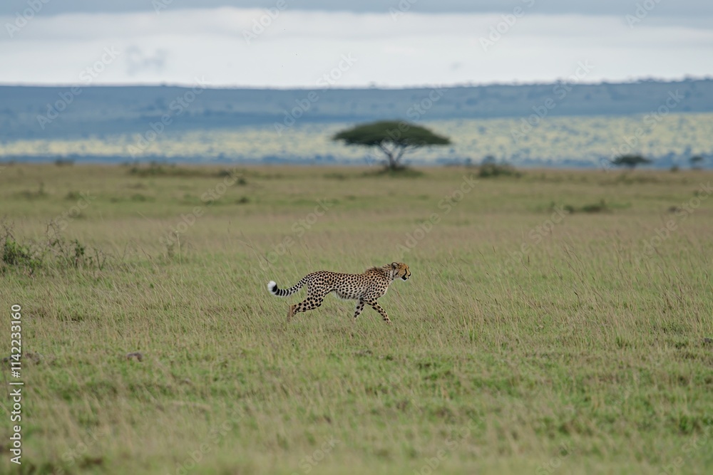 Fototapeta premium A striking image of a cheetah running at full speed across the open grasslands