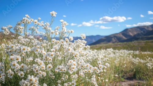 White Azarole Flowers Blooming in a Scenic Landscape Under Clear Blue Sky During a Road Trip Adventure photo