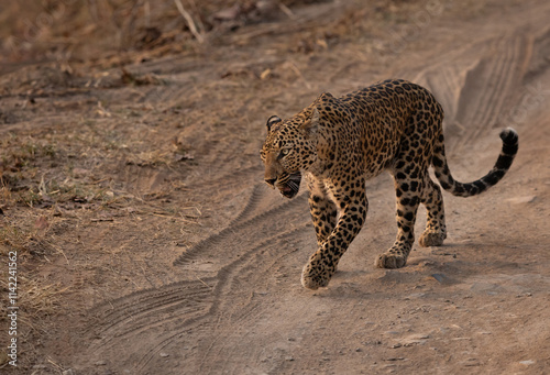 A leopard on the track at Panna Tiger reserve, Madhya Pradesh, India photo