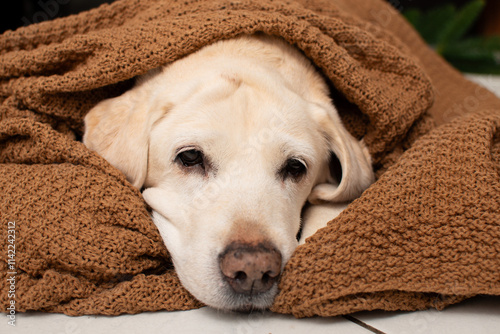 Labrador lies in a blanket and a close-up portrait for Christmas