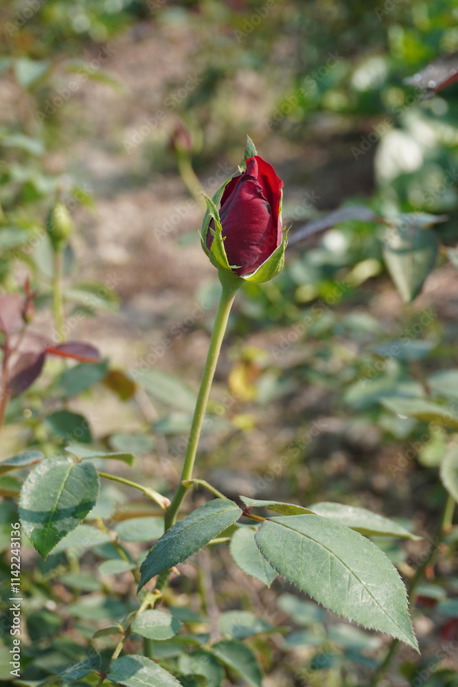 Rose bud is starting to open up its petals