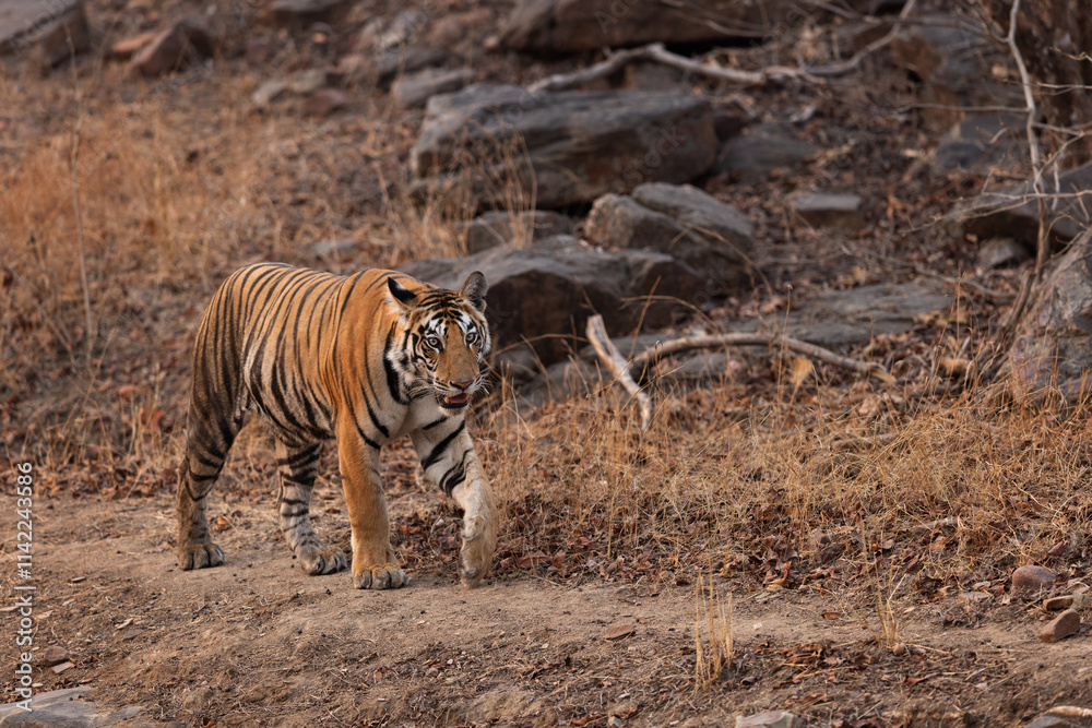 Fototapeta premium A tiger walking on the mud track at Panna Tiger Reserve, Madhya pradesh, India