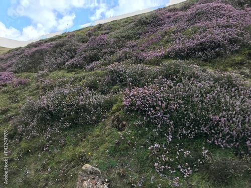violet heather on a meadow in mountains