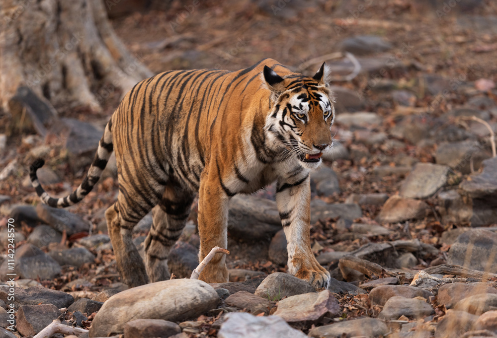 A tigress walking in rocky terrain at Panna Tiger Reserve, Madhya pradesh, India A tigress walking in rocky terrain at Panna Tiger Reserve, Madhya pradesh, India