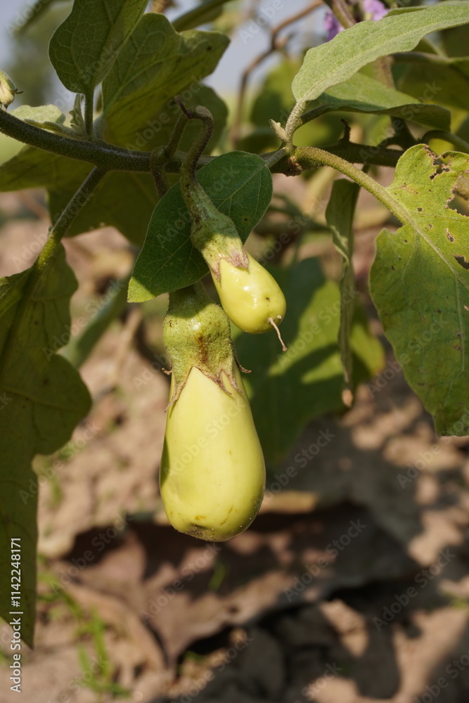 Obraz premium Eggplant, aubergine, brinjal, or baigan is a plant species in the nightshade family Solanaceae. Solanum melongena is grown worldwide for its edible fruit