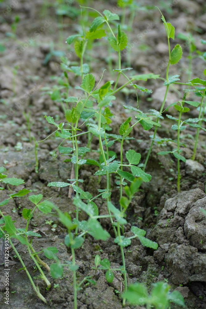 Peas plants are growing in field Peas plants are growing in field