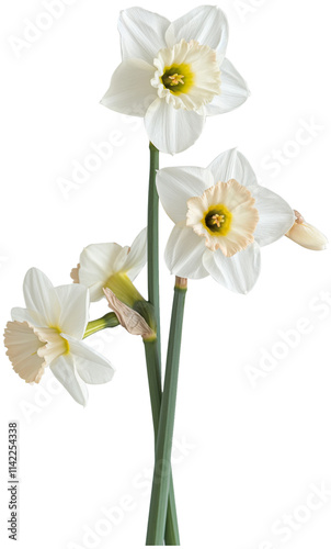 Daffodil Plant illustration Art - Beautiful Nargis flower PNG