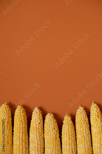 Fresh corn on the cob in row on orange wall background with copy space photo