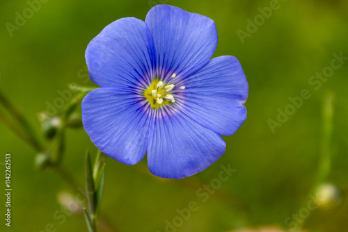 Blue flax flowers in a flower bed, summer, close-up