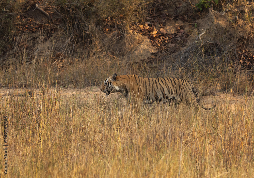Fototapeta premium A tiger walking through the grassland of Bhandavgarh Tiger Reserve, Madhya pradesh, India