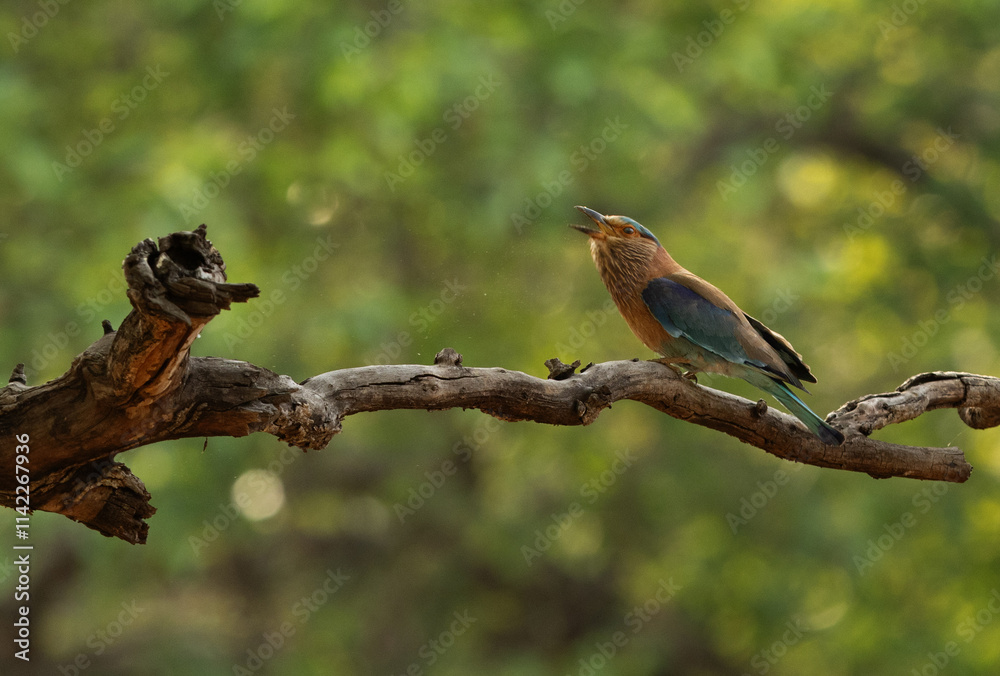 Naklejka premium Indian roller perched on a tree at Bhandavgarh tiger reserve, Madhya pradesh, India
