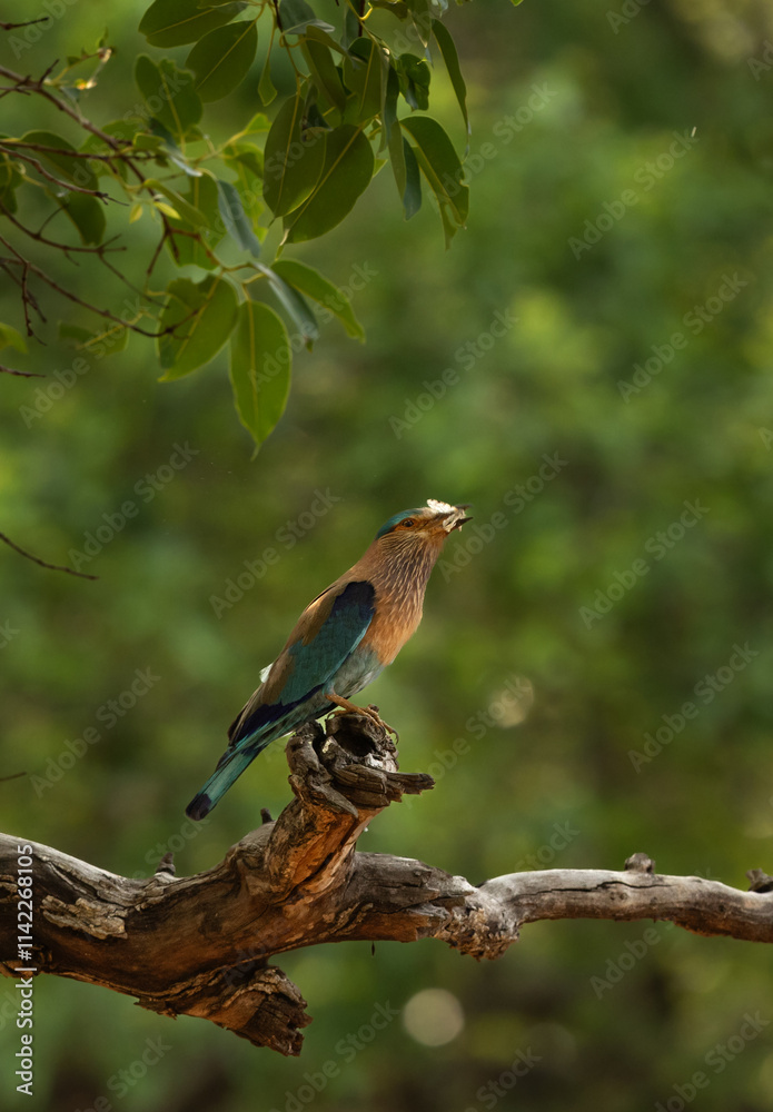 Indian roller with a catch at Bhandavgarh tiger reserve, Madhya pradesh, India Indian roller with a catch at Bhandavgarh tiger reserve, Madhya pradesh, India