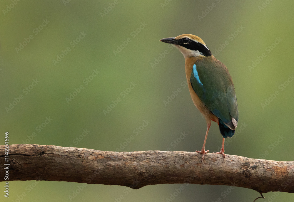 Obraz premium Portrait of a Indian Pitta perched on a tree at Achanakmar Wildlife Sanctuary, Chhattisgarh, India