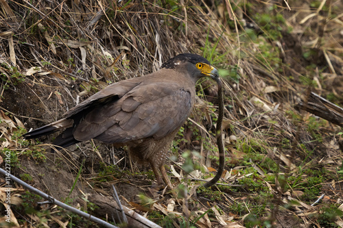 Closeup of a Crested serpent eagle with snake catch at Achanakmar Wildlife Sanctuary, Chhattisgarh, India photo