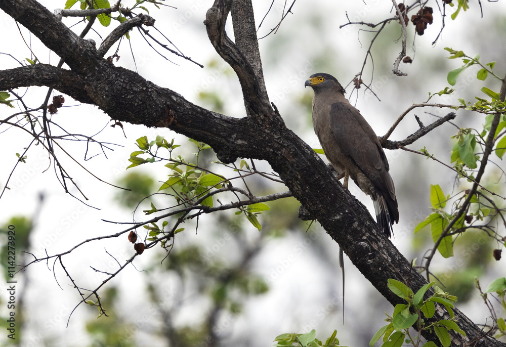Crested serpent eagle with snake catch perched on a tree at Achanakmar Wildlife Sanctuary, Chhattisgarh, India Crested serpent eagle with snake catch perched on a tree at Achanakmar Wildlife Sanctuary, Chhattisgarh, India