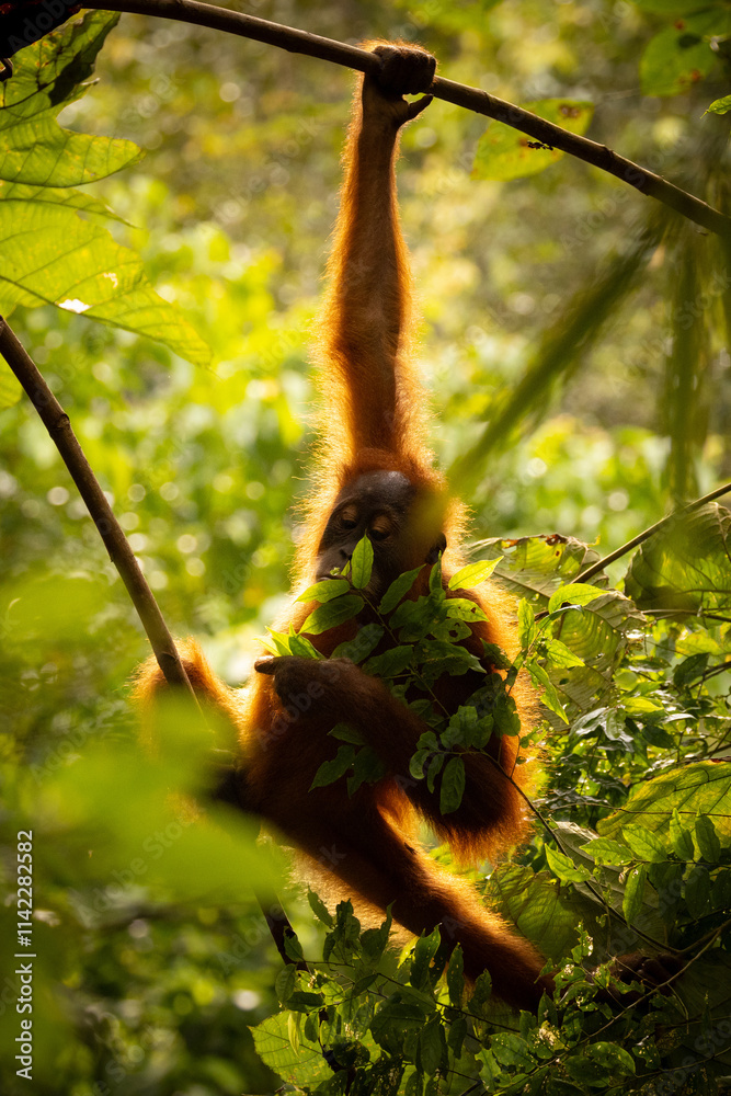 Obraz premium Sumatran orangutan big male in its whole beauty. Amazing sumatran jungle. Beautiful sumatran wildlife. Adventure paradise. Rare and endangered species. Pongo abelii.