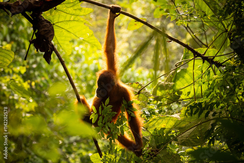 Sumatran orangutan big male in its whole beauty. Amazing sumatran jungle. Beautiful sumatran wildlife. Adventure paradise. Rare  and endangered species. Pongo abelii.