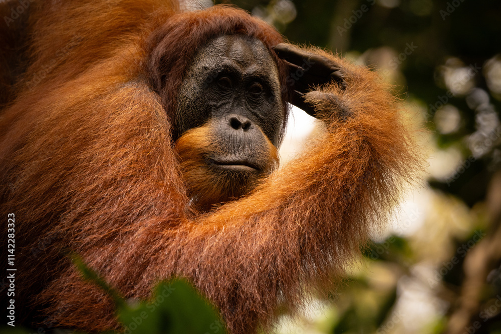Fototapeta premium Sumatran orangutan big male in its whole beauty. Amazing sumatran jungle. Beautiful sumatran wildlife. Adventure paradise. Rare and endangered species. Pongo abelii.