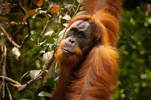 Sumatran orangutan big male in its whole beauty. Amazing sumatran jungle. Beautiful sumatran wildlife. Adventure paradise. Rare  and endangered species. Pongo abelii.