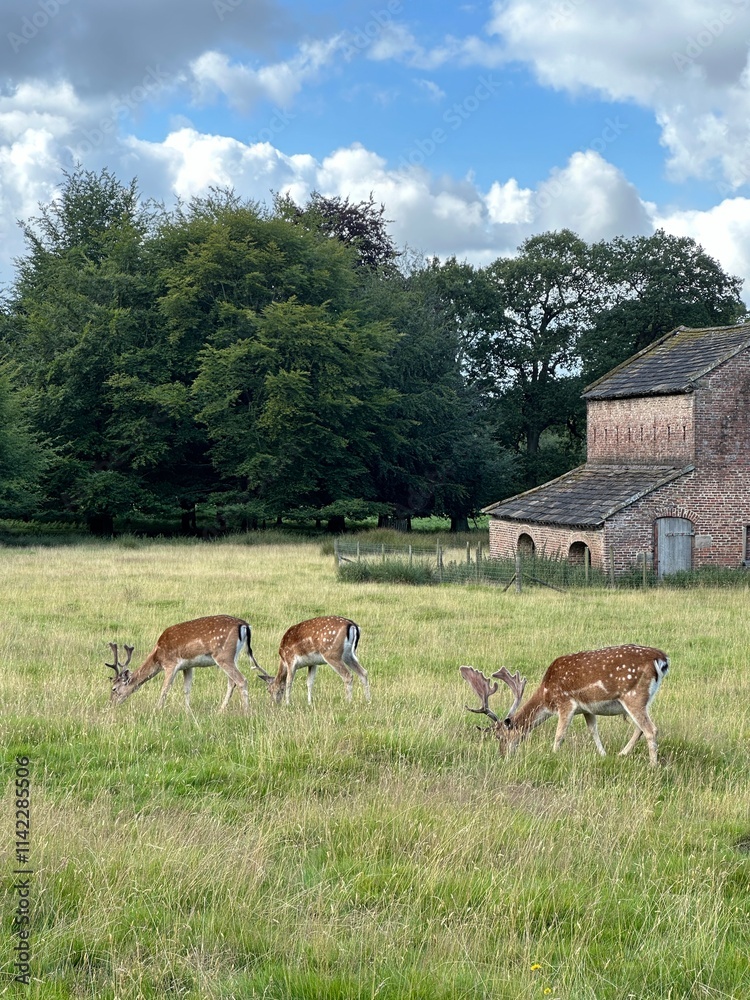 deer in the wild