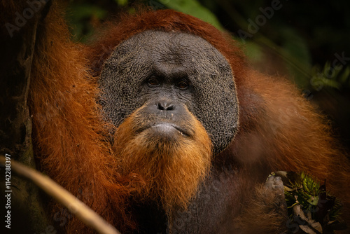 Sumatran orangutan big male in its whole beauty. Amazing sumatran jungle. Beautiful sumatran wildlife. Adventure paradise. Rare  and endangered species. Pongo abelii.