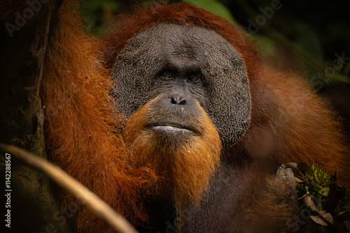 Sumatran orangutan big male in its whole beauty. Amazing sumatran jungle. Beautiful sumatran wildlife. Adventure paradise. Rare  and endangered species. Pongo abelii.