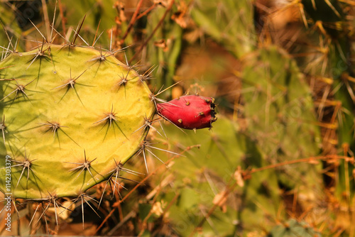 sabra nopal Arizona edible Prickly Pear cactus with red fruits known as tuna on its flat rounded cladodes with sharp spines. Prickly pear cactus with prickly pear fruit, or cactus pear, sabra, nopales photo