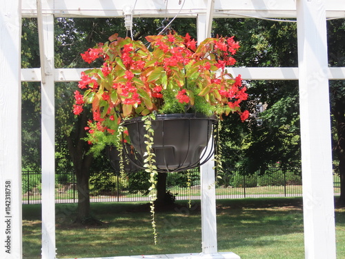 flowers in pots photo