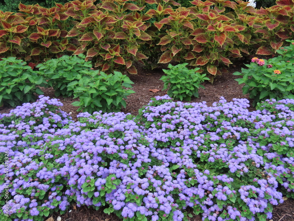 Fototapeta premium flowers in the garden