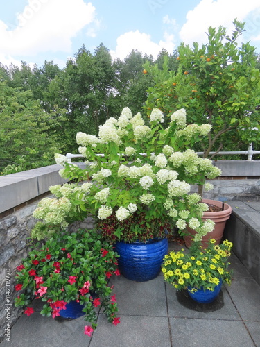 flowers in a garden photo