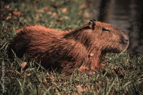 marmot in the grass photo