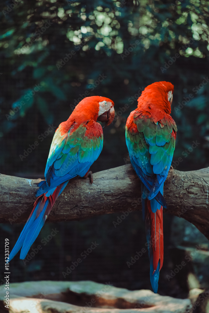 arara vermelha e azul